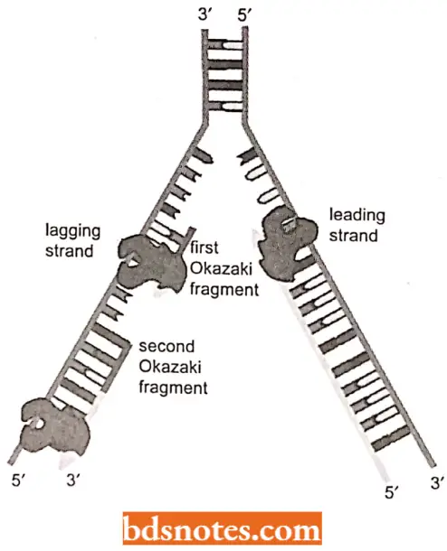 DNA Replication Okazaki Fragments