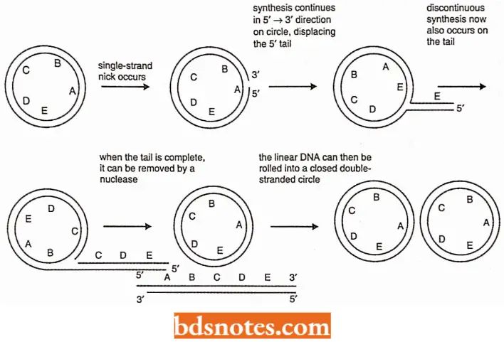 DNA Replication Rolling Circle Model Of DNA Replication