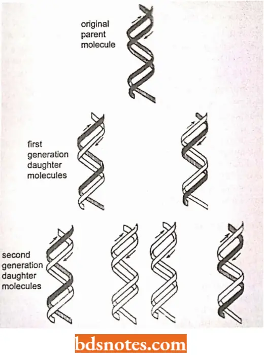 DNA Replication Semiconservative DNA Replication