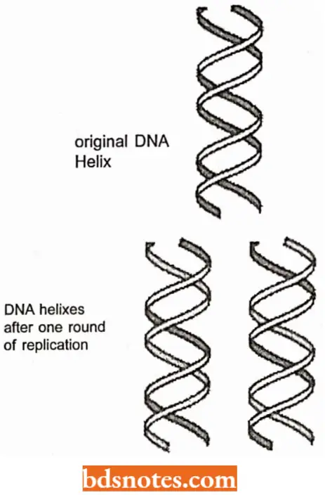 DNA Replication Semiconservative Replication