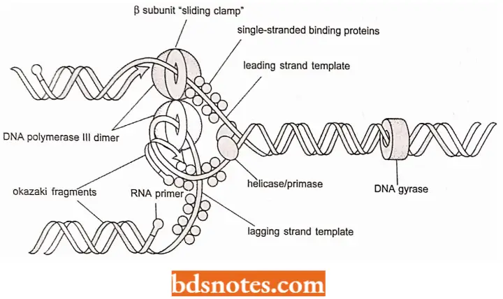 DNA Replication Summary Of Prokaryotic DNA Synthesis