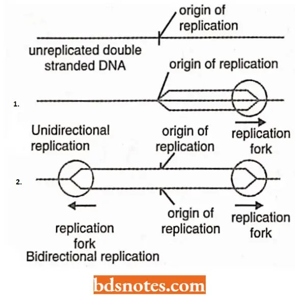 DNA Replication The Difference Between Unidirectional And Bidirectional Replications