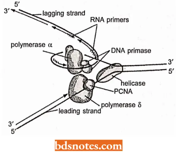 DNA Replication Two Different DNA Polymerases