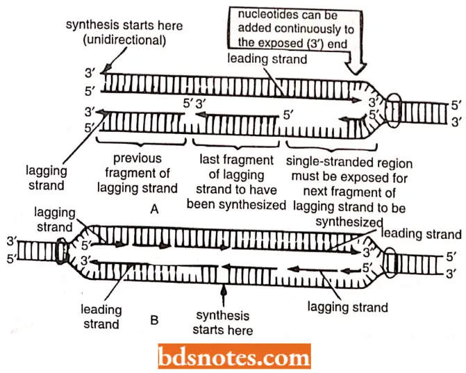 DNA Replication Unidirectional DNA Replication