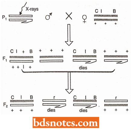 Diagram Of Mullers CIB Technique For Detecting Sex Linked
