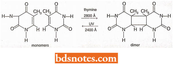 Formation Of A Dimer Of Thymine
