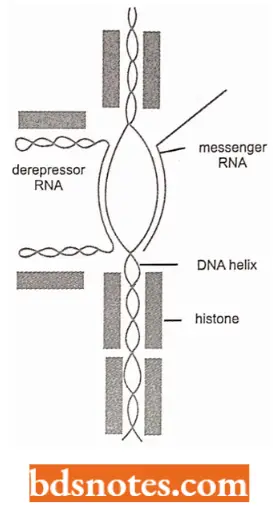 Frensters Model Of Gene Regulation