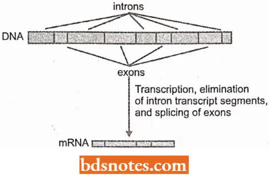 Gene Containing Introns And Exons