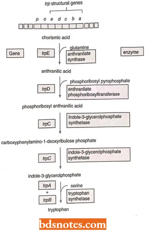 Genes Of Tryptophan Operon In E coil