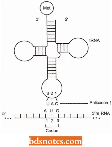 Genetic Code Codon And Anticodon Base Positions