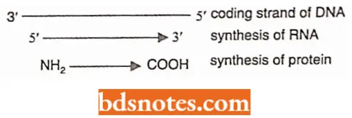 Genetic Code Directions Of Synthesis Of RNA