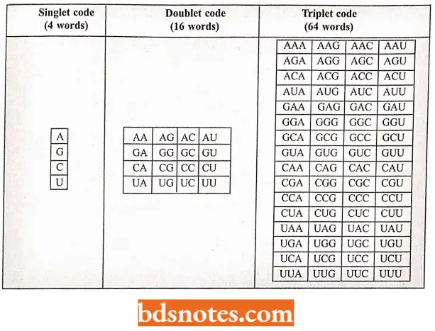 Genetic Code Possible Singlet Doublet And Triplet Codes Of MRNA