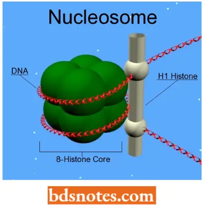 Histone Acetylation
