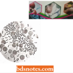 Identification Of The Geiaetic Materials Diplococcus Pneumoniae