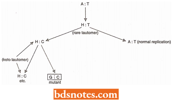 Keto Tautomerization Of Adenine