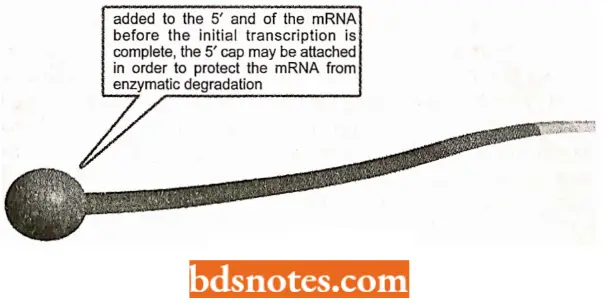 Messenger RNA Capping Of MRNA