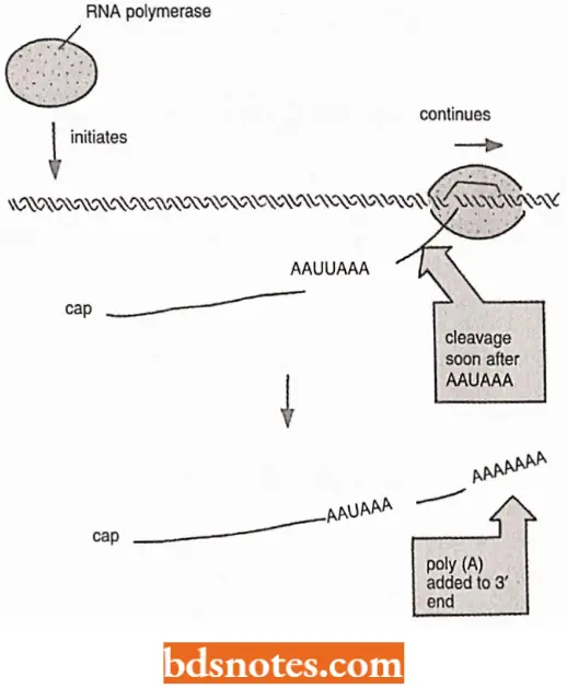 Messenger RNA Cleavage Of Signal AAUAAA Sequence
