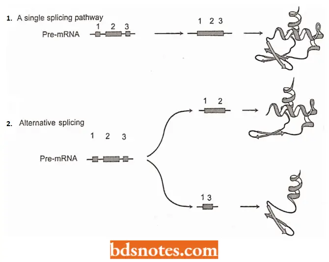 Messenger RNA Diagram Explaining Two Modes Of Alternative Splicing