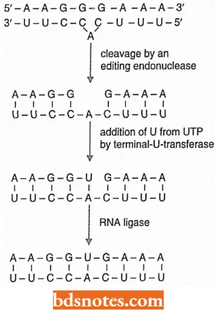 Messenger RNA Mechanism Bby Which A Guide RNA