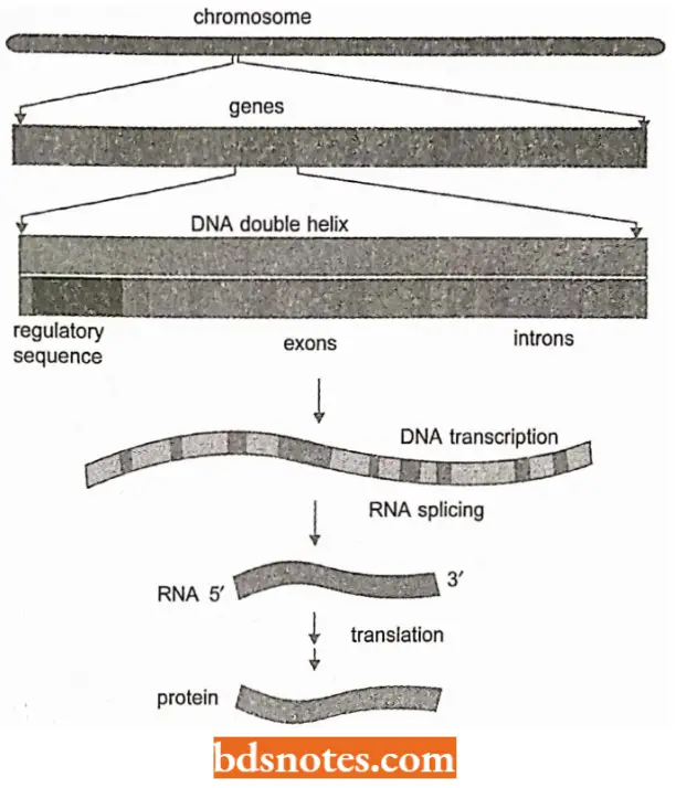 Messenger RNA Only Exons Are Included In mRNA Which Translates Into Protein