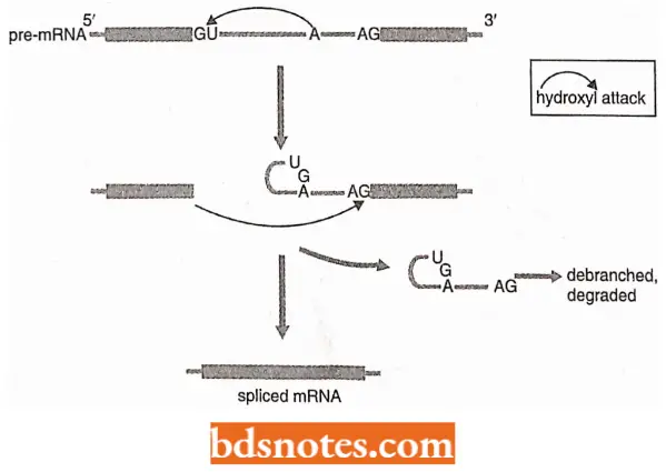 Messenger RNA Outline Of Splicing Process