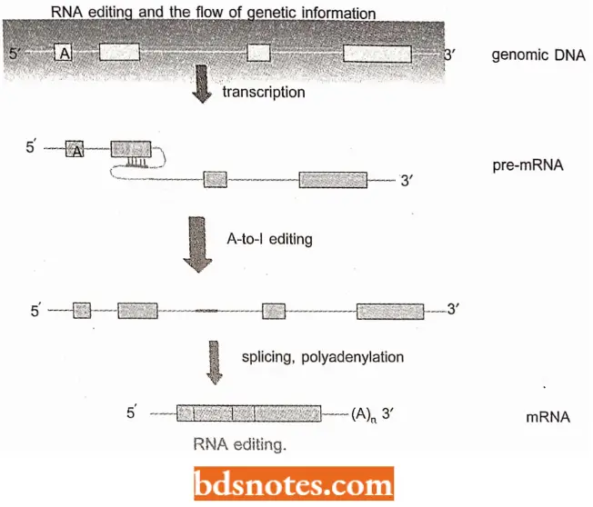 Messenger RNA RNA Editing And The Flow Of Genetic Information