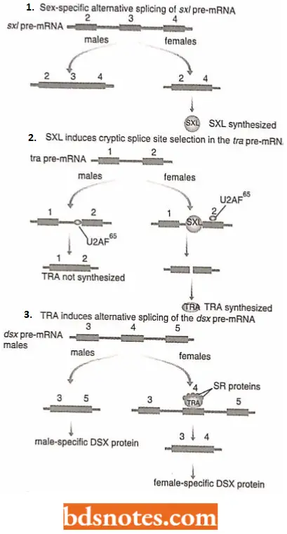 Messenger RNA Scheme Of Chabot