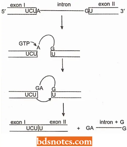 Messenger RNA Self Splicing Of A Ribsosomal RNA