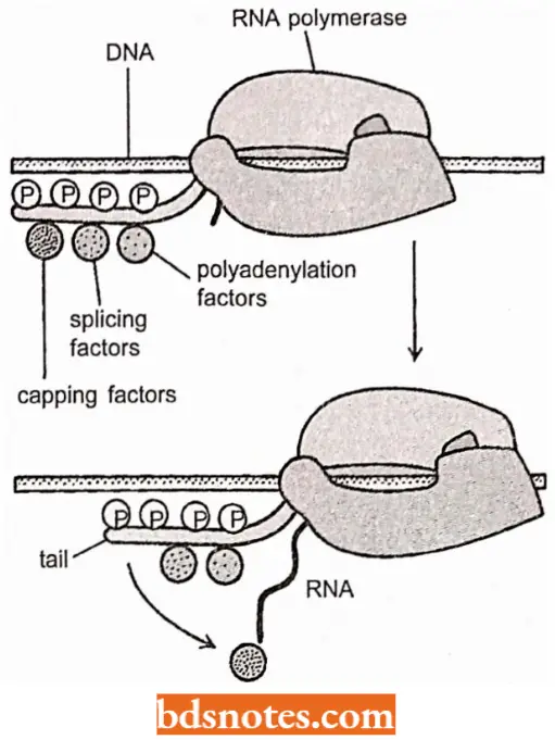 Messenger RNA The RNA Factory Concept For Eukaryotic