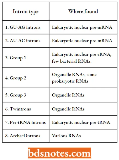 Messenger RNA Types Of Introns