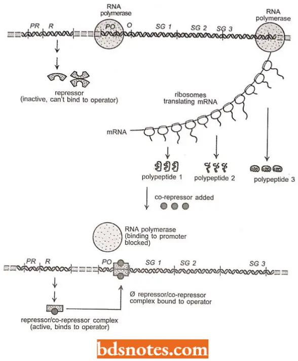 Mode Of Regulation Of Gene Expression For A Repressible Operon