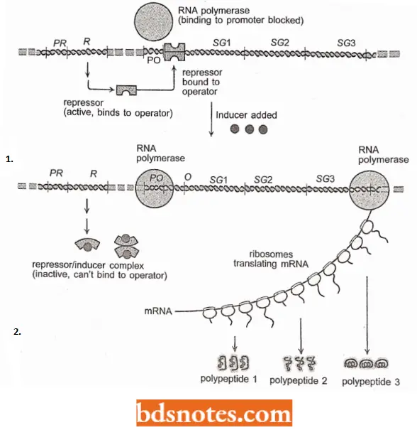 Mode Of Regulation Of Gene Expressition Of An Inducible Operon