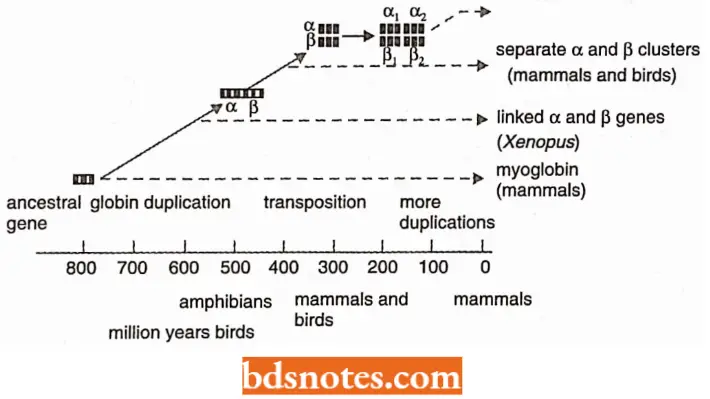 Multigene Families Myoglobin Differentiation Into Alpha And Beta Chains