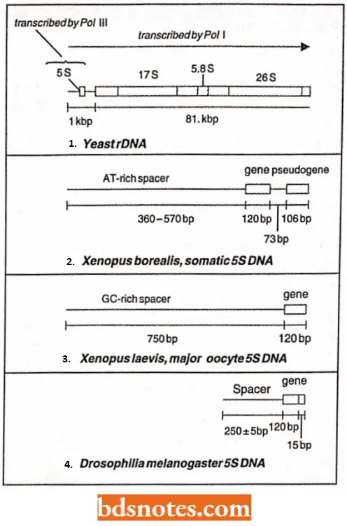 Multigene Families Organization Of 5S DNA