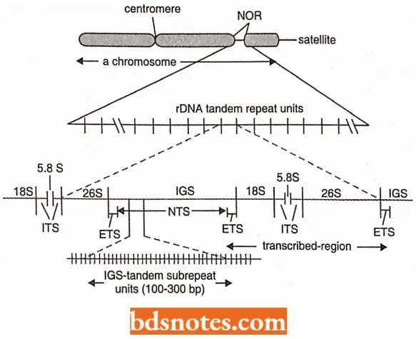 Multigene Families Organization Of Ribosomal DNA