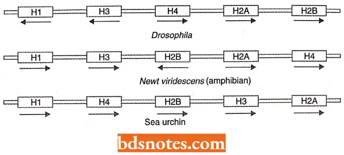 Multigene Families The Histone Gene Cluster In Drosophila Newt And Sea Urchin