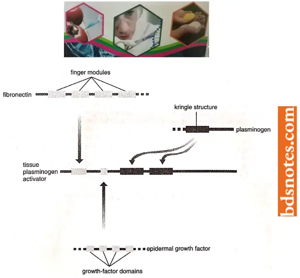 Organization Of Genetic Material Epidermal Growth Factor