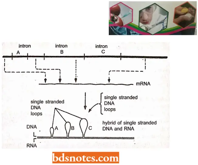 Organization Of Genetic Material Hybridization Of MRNA With Single Stranded DNA