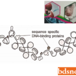 Organization Of Genetic Material Irregularities In The 30nm Fiber