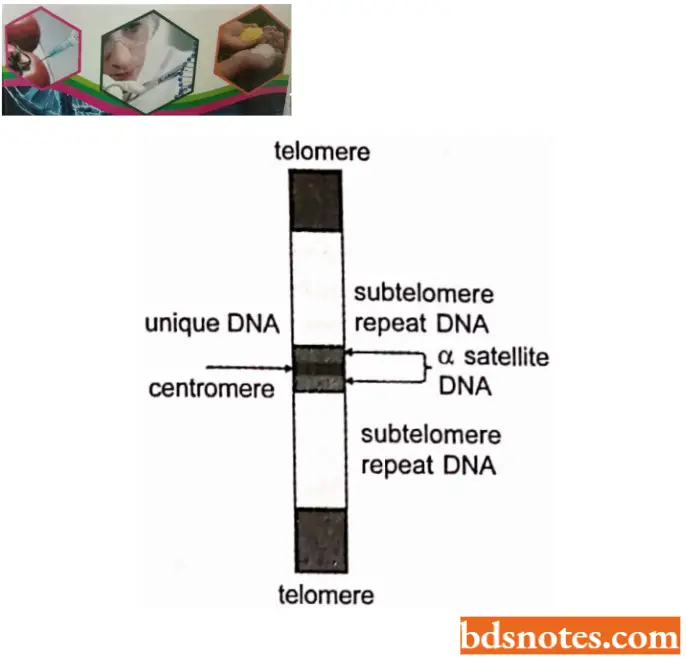 Organization Of Genetic Material Satellite DNA