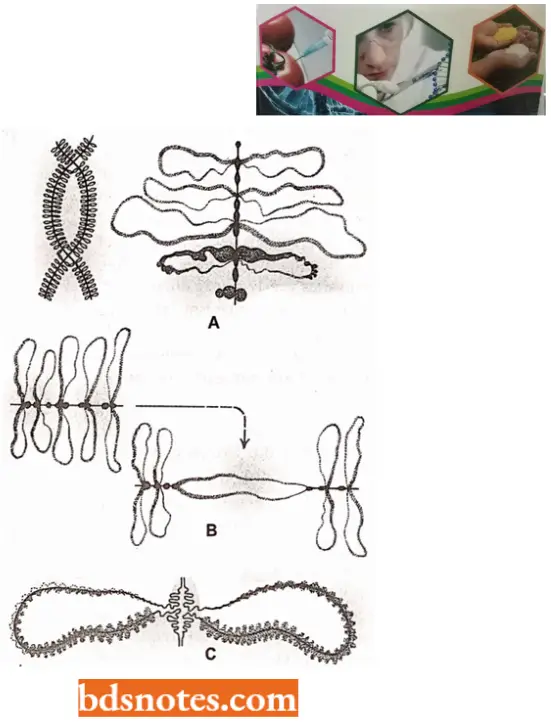Organization Of Genetic Material Schematic Representation Of The Structure