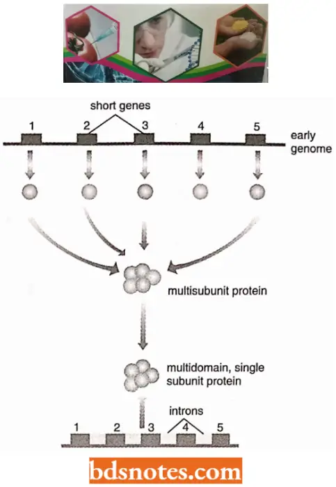 Organization Of Genetic Material Single Discontinuous Gene