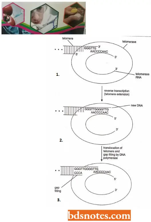 Organization Of Genetic Material Telomerase RNA As A Template