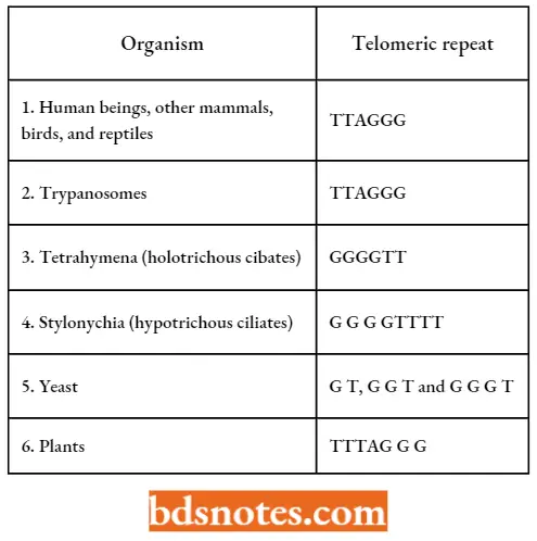 Organization Of Genetic Material Telomeric Sequences In Eukaryotes