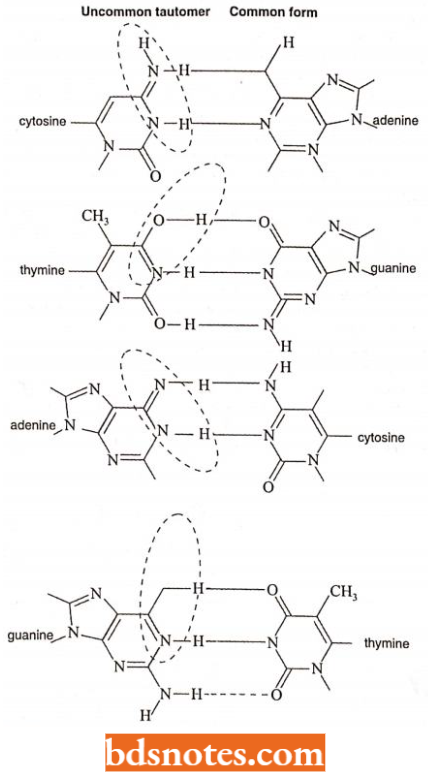 Pairing Qualities Of Rare Tautomers Of Four DNA Bases
