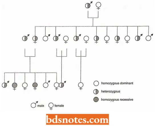 Phenotypic Expression Of Gene Pedigree Of Sickle Cell Anemia