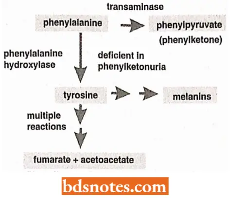 Phenotypic Expression Of Gene Phenylalanine Metabolism