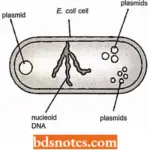 Plasmids Is Elements Transposons And Retroelements Plasmids