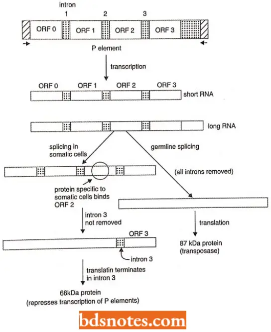 Plasmids, IS Elements, Transposons Notes - BDS Notes