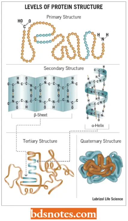 Post Translational Processing Of Proteins Different Structures Of Proteins
